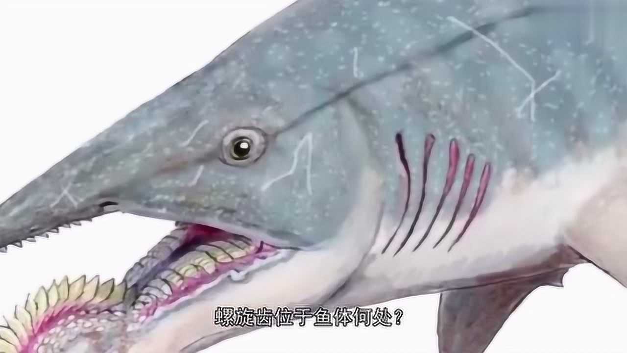 旋齿鲨怎么折图片