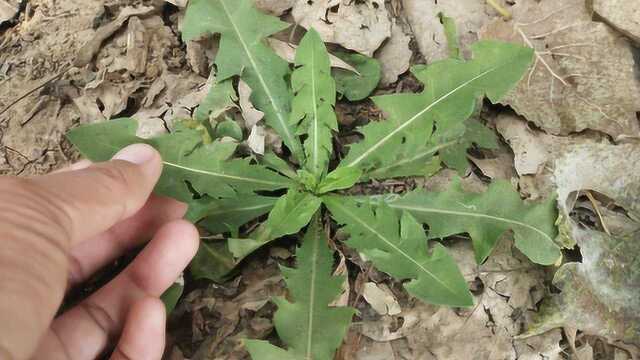 蒲公英的根泡水喝,太厉害了,这2种人群很适合!