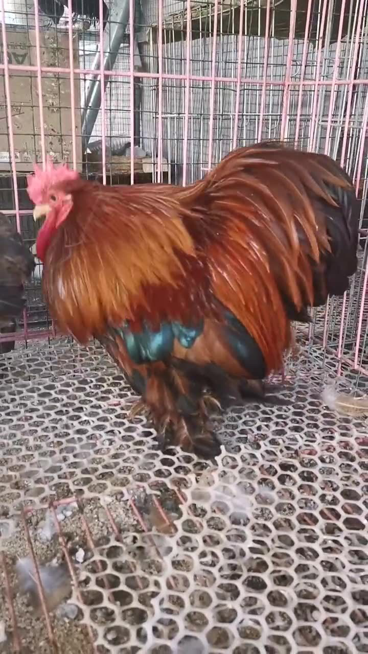 科钦球鸡,也叫日本球鸡