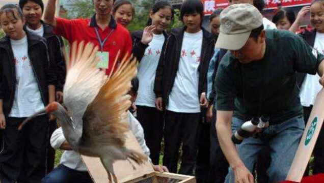 比大熊猫还珍贵的朱鹮,为什么在中国能繁衍,在日本却灭绝?