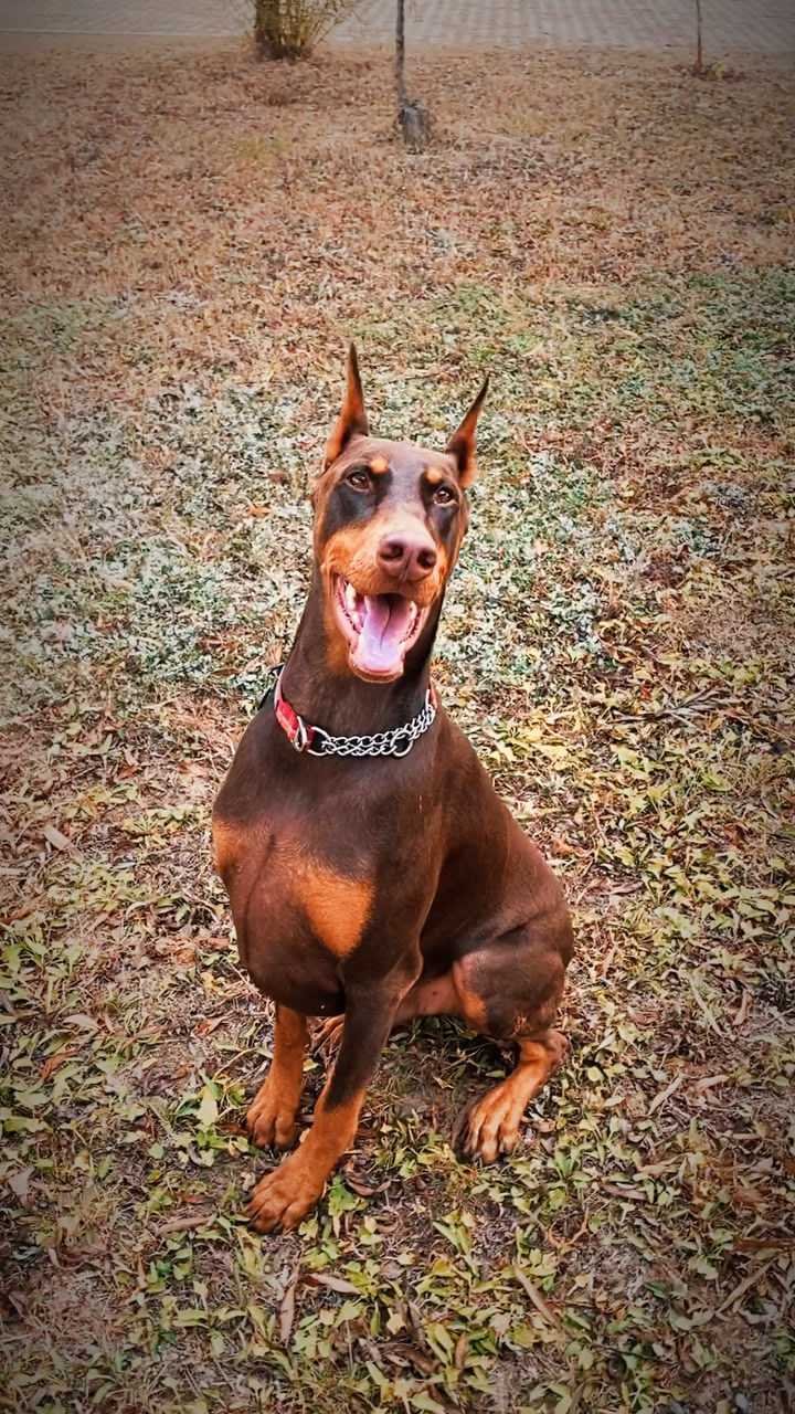 可爱的美系杜宾