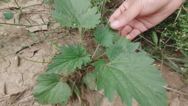 有“牙痛、冻疮、皮肤瘙痒”的困扰,夏至草,遇见可别错过哦!