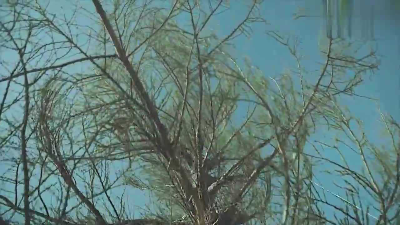 最美的青春秋丰感慨这棵树象征塞罕坝人的精神应该叫它功勋树