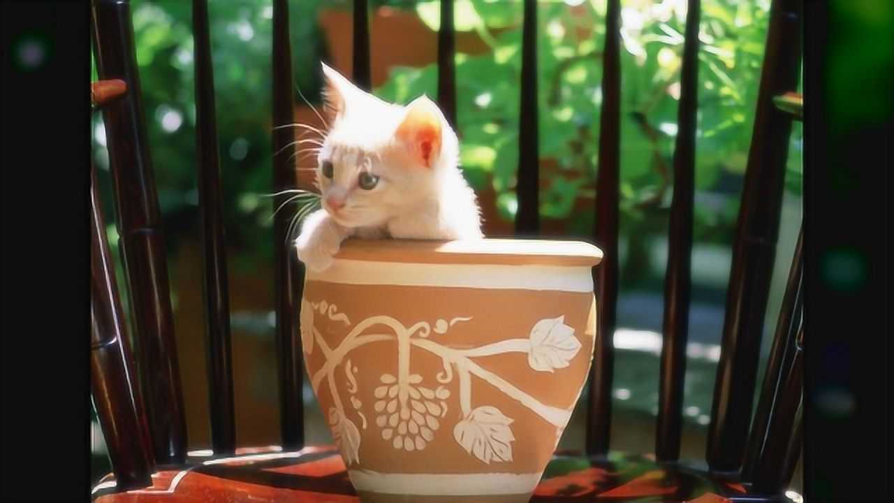 性格温和的喵星人高清壁纸,聪明伶俐