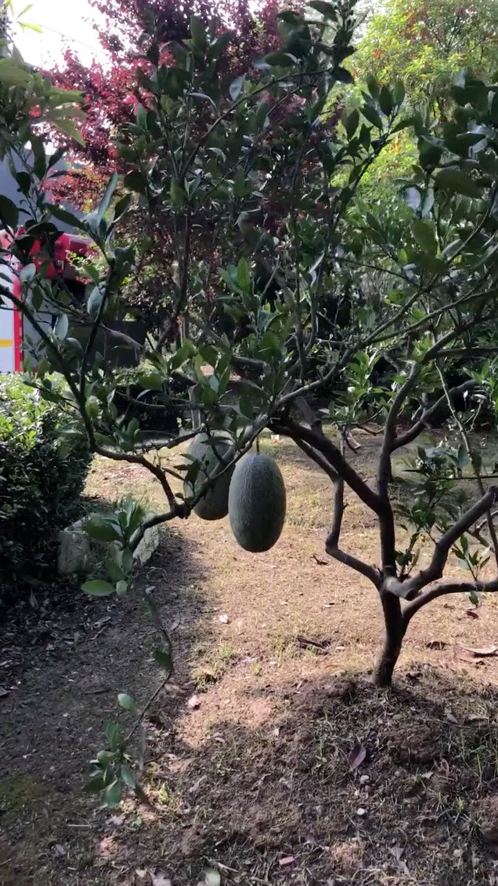 这是什么树上面结哈密瓜了