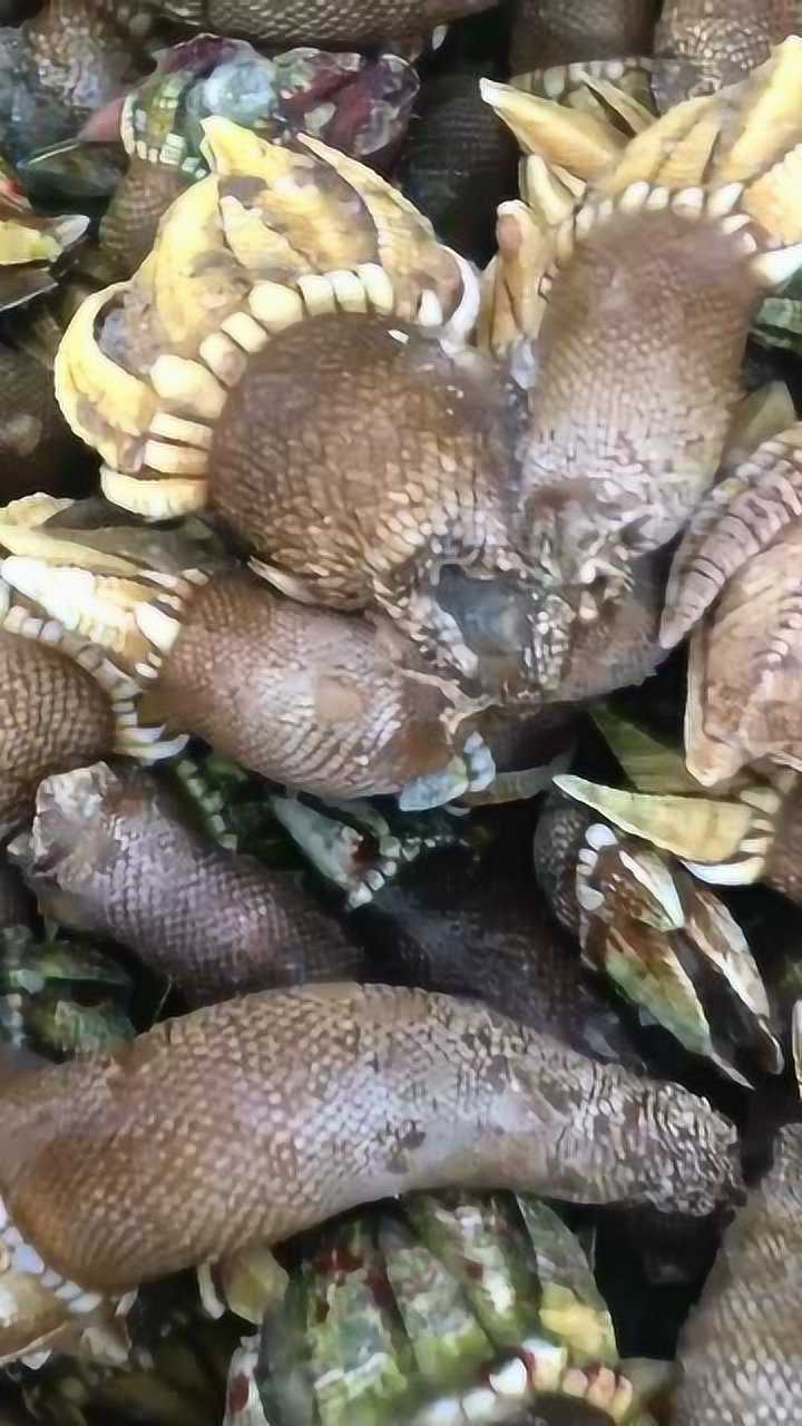 超大个佛手螺水煮直接蘸酱油