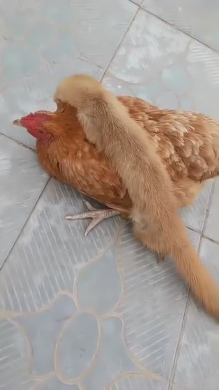 黄鼠狼抓鸡的样子这样能抓走吗长见识了
