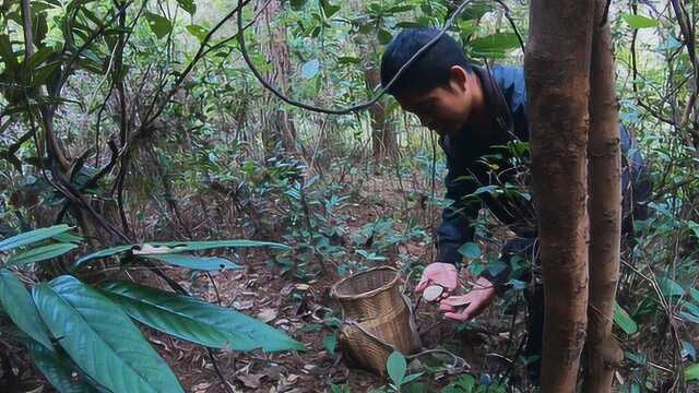 这菌子广西很多地方的人不敢吃,老罗捡了一大篓,价值300块