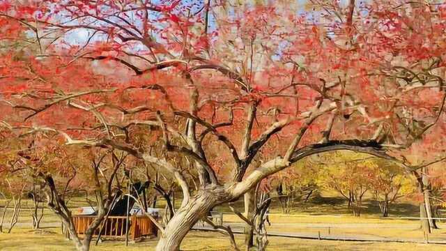 避暑山庄里忍冬树的果子红了