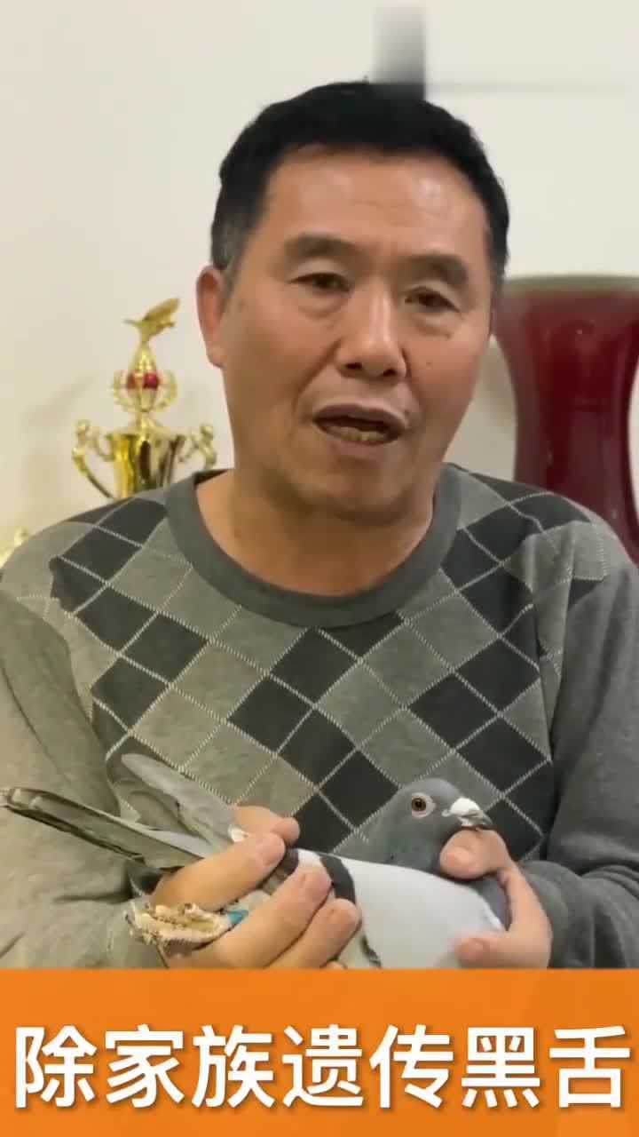 邓文敏老师讲解鸽子的黑舌尖看完这个视频我又学到了一些知识