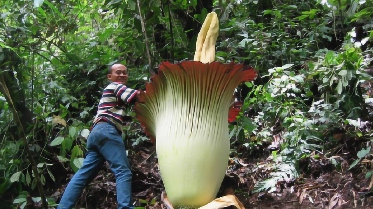 世界上最大的"食人花",比一个成年人还高大,专以肉为食!