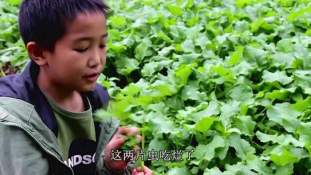 油菜秧长大还能当菜苔吃,农村小伙懂得真不少