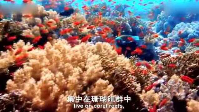 惊艳眼球,海洋太神奇,绚丽的珊瑚礁美得不要不要滴