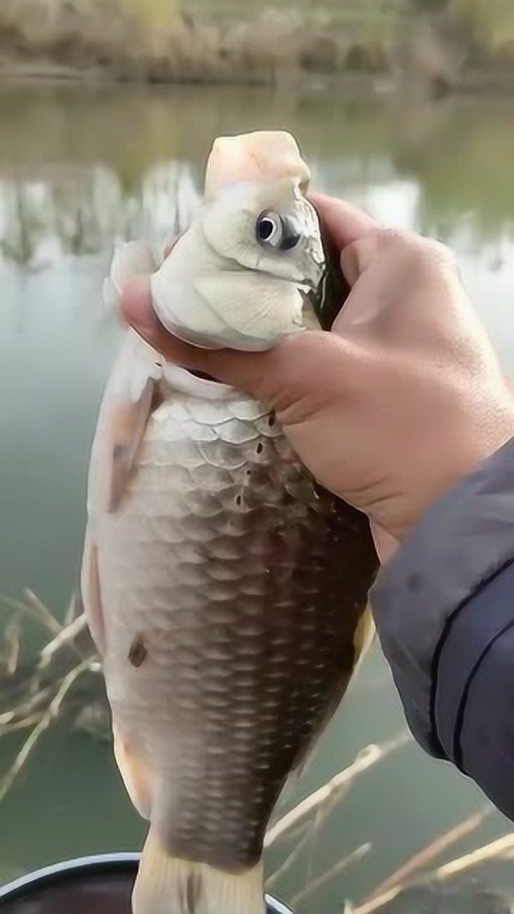 嘟嘴巴的鱼,看着还挺性感的