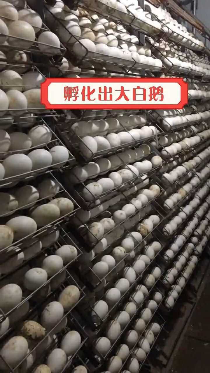 从鹅蛋到大白鹅的过程就是这么简单鹅蛋孵化中