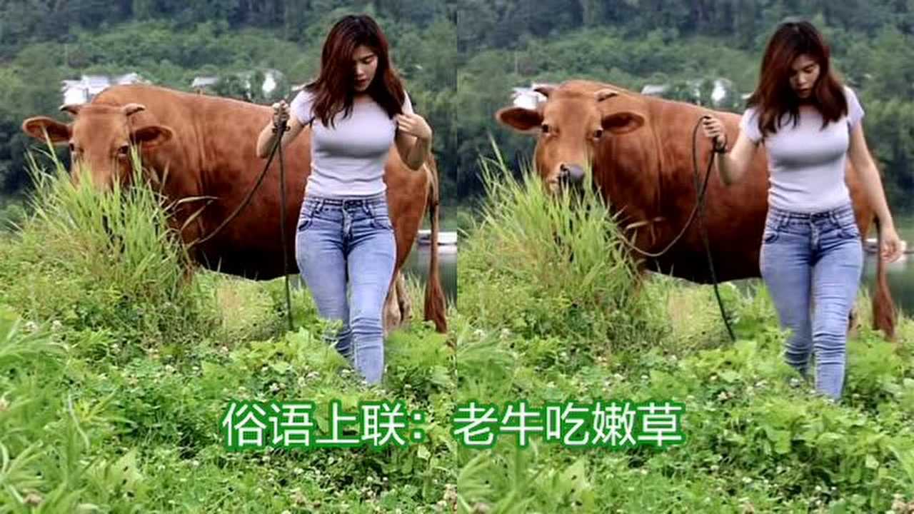 老牛吃草搞笑图图片