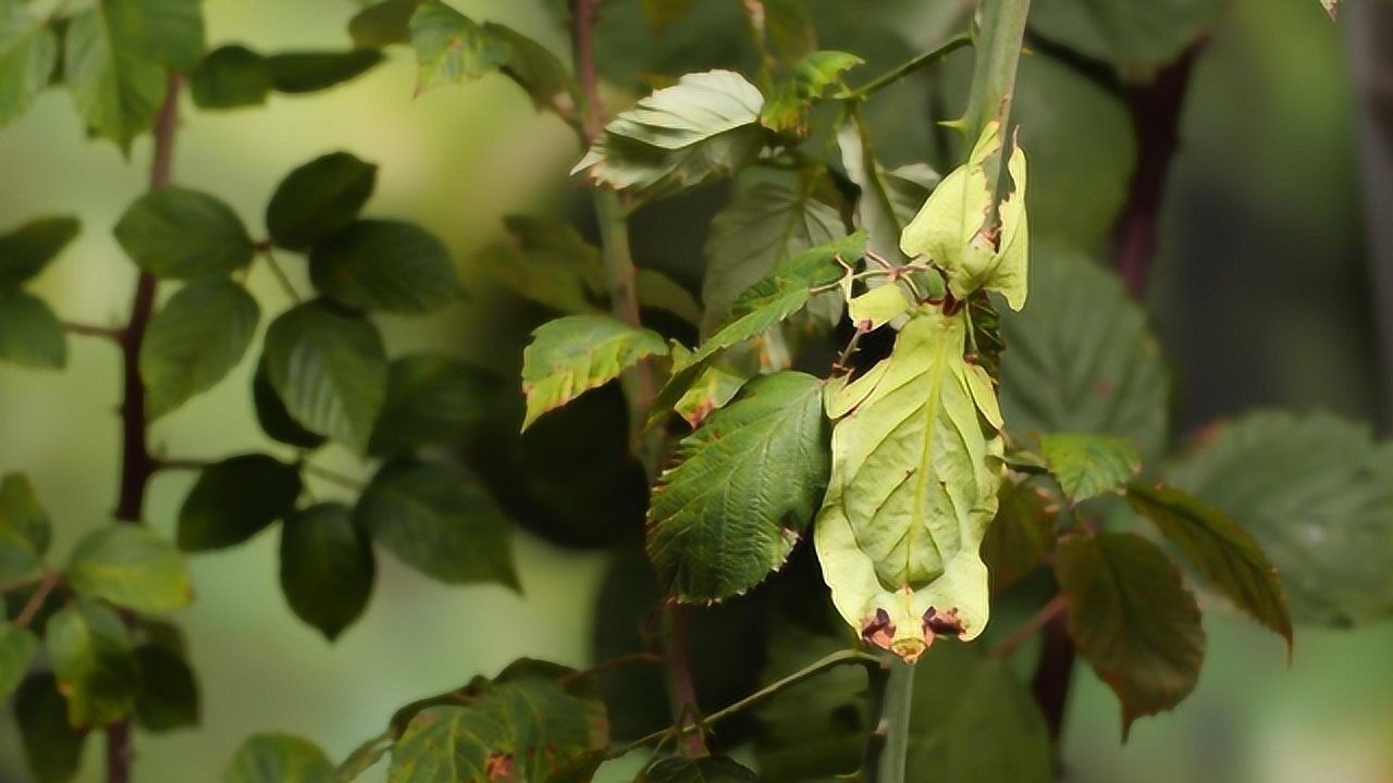 虫类最强伪装生物神秘巨型叶虫能一辈子都不动只为活着