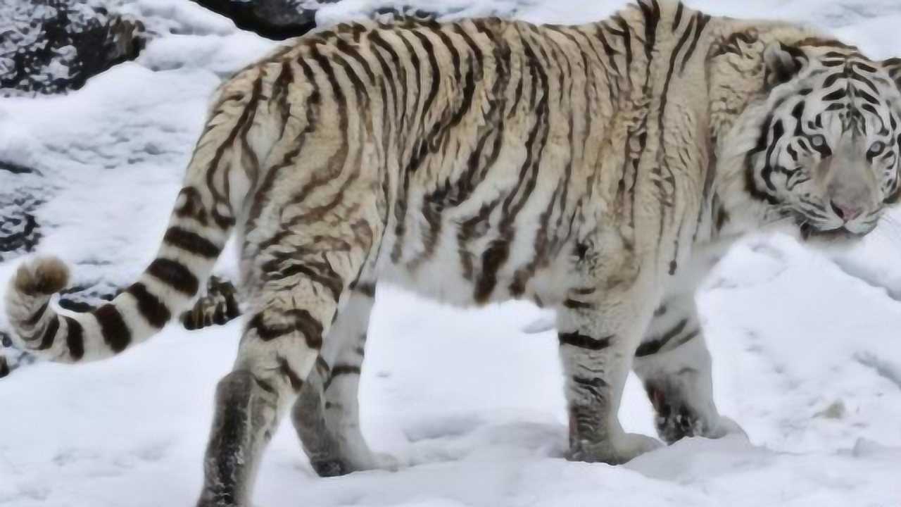 老虎一旦灭绝,后果到底有多严重?新疆的惨重教训至今历历在目