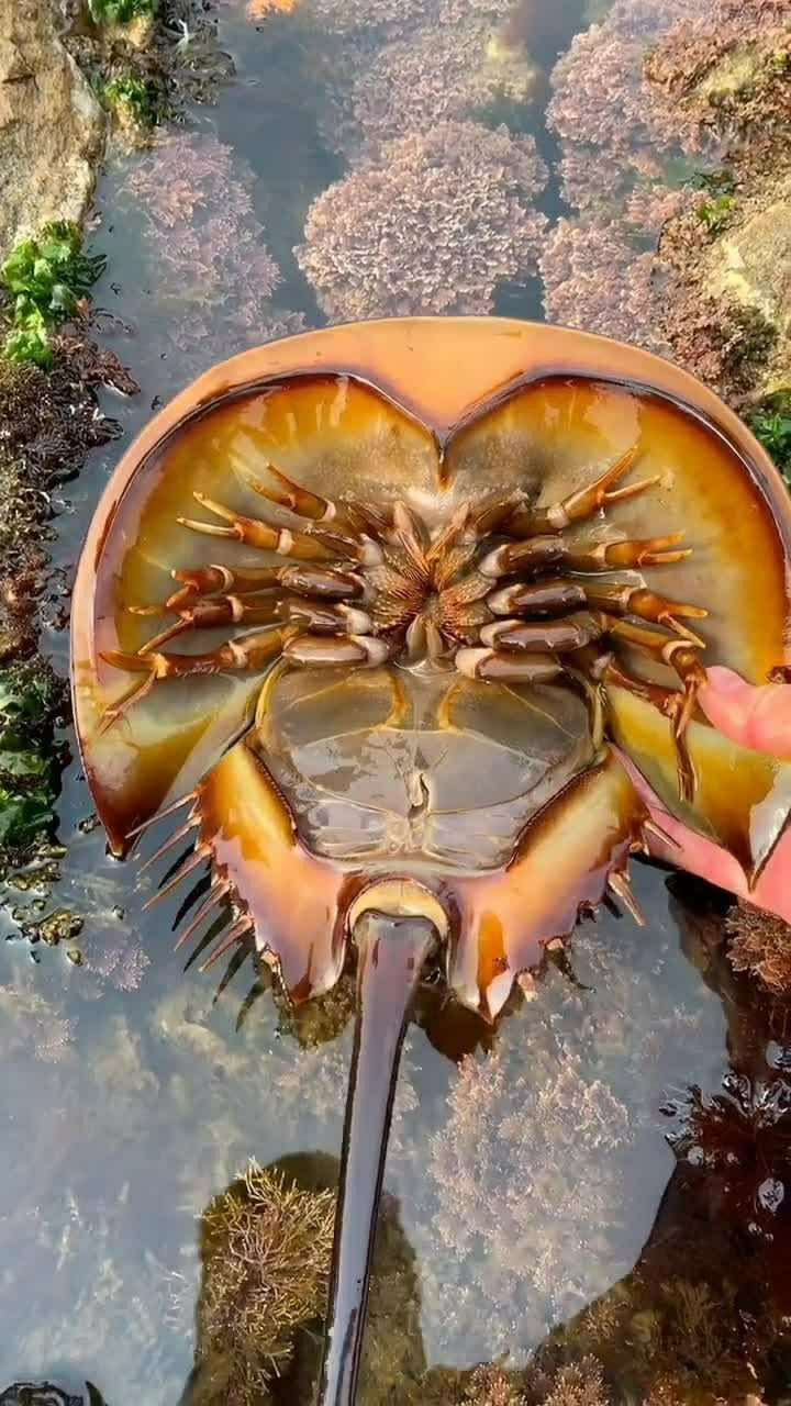 马蹄蟹,这个螃蟹可厉害了