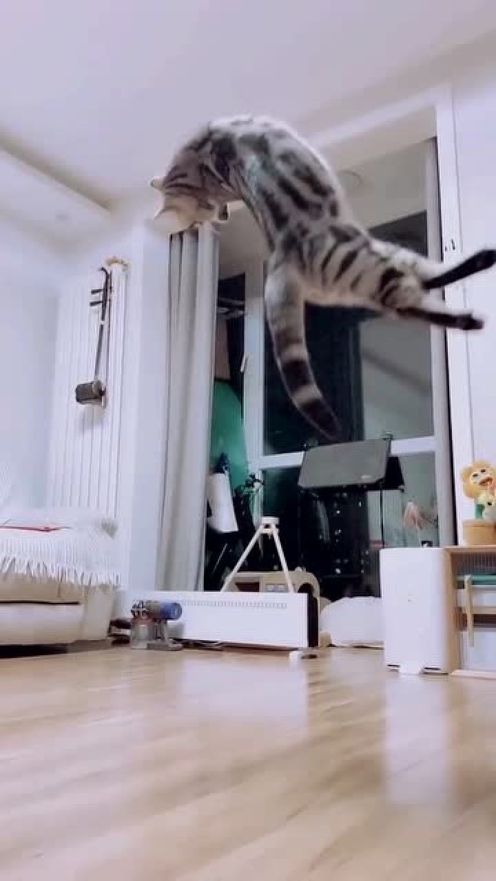 猫咪后空翻图片