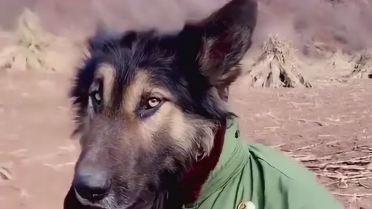 狗子大哥你是不是也东北那嘎达的啊哎呀妈呀咱俩可是老乡呀