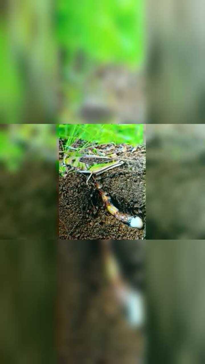 18秒看完蝗虫的一生_高清