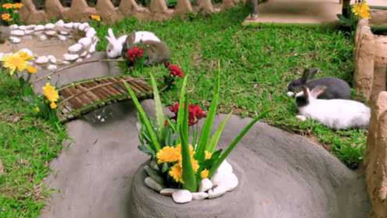 第三期:小哥为软萌兔子搭建兔窝,环境十分优美,太令人羡慕嫉妒了_腾讯视频