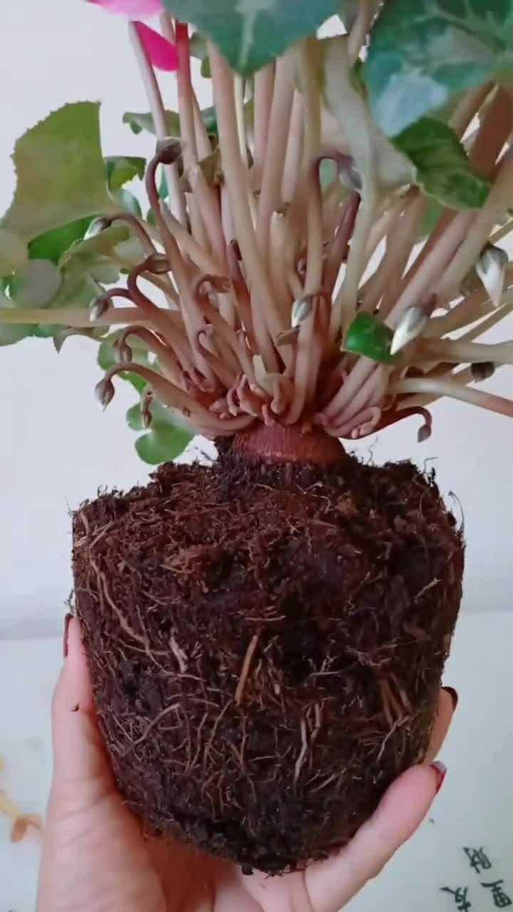 仙客来种植中大家一定要注意球茎露出的位置