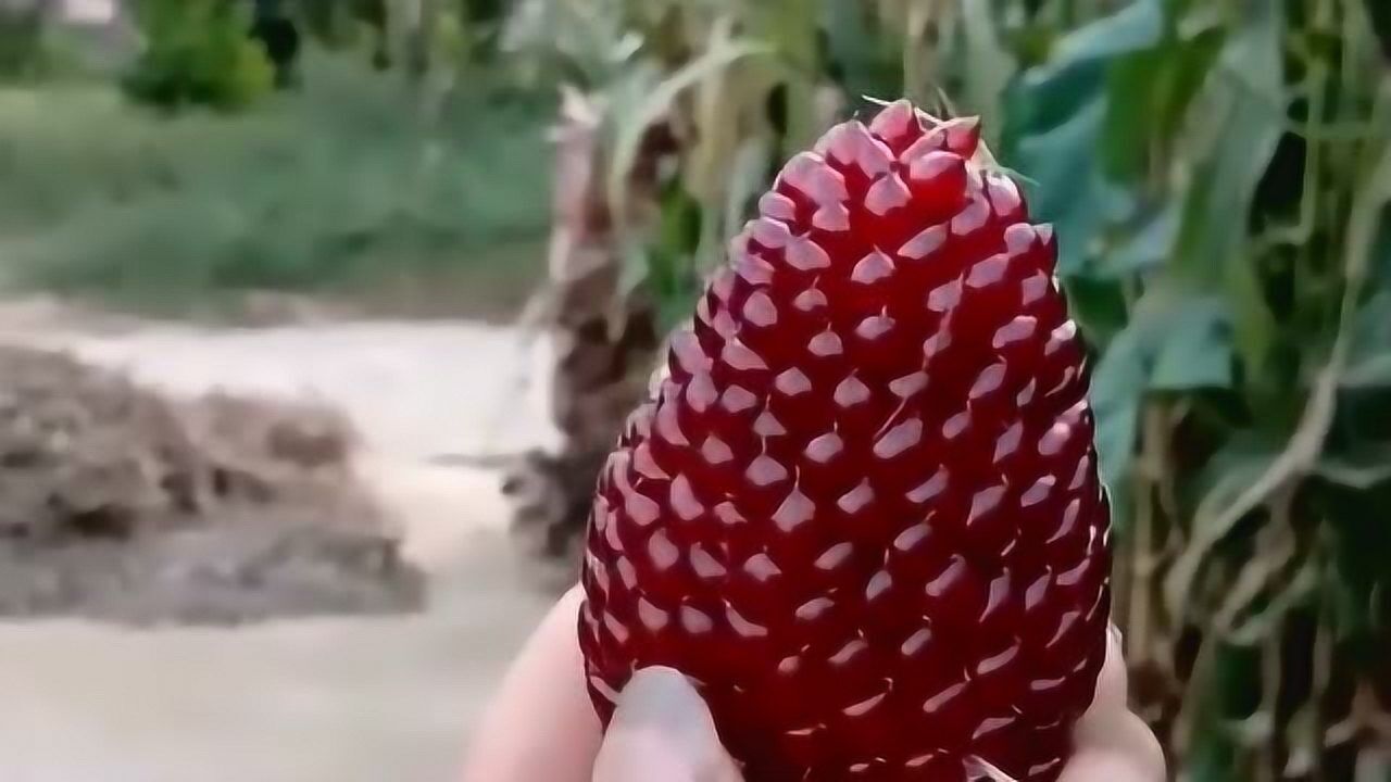 新培育的玉米,只因外形像极了草莓,所以叫它"草莓玉米"!