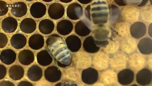 蜜蜂的分群是怎么回事？为什么养蜂人会这么担心？