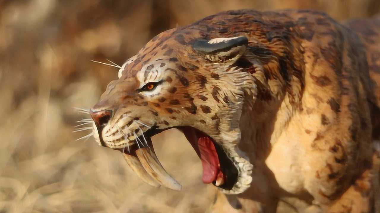 被誉为远古顶级王者的"致命刃齿虎",到底有多可怕?