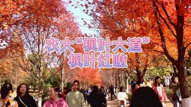 校园寻宝⑤:湖南农业大学,寻找绿叶中的“红宝石”