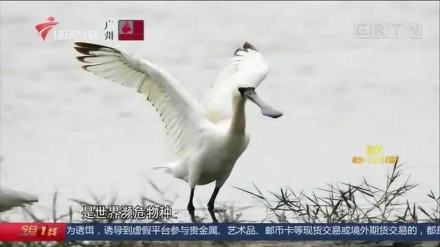 广州 “鸟中大熊猫”黑脸琵鹭,现身麓湖公园