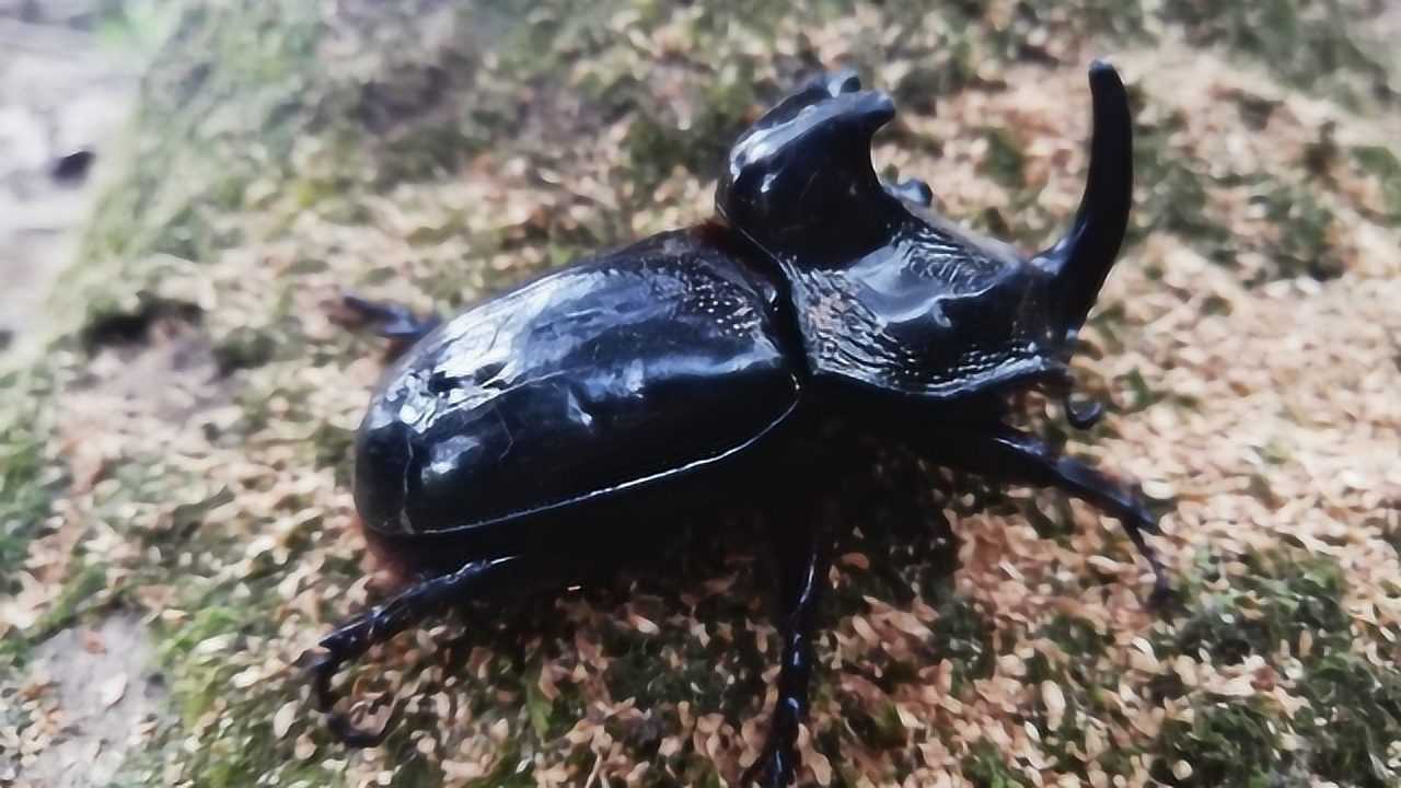 这神兽百年难遇,号称昆虫界的装甲战车!独角仙:还有谁!