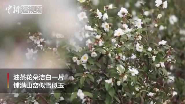 湖南冬日山间绚丽3000亩油茶花盛开如雪