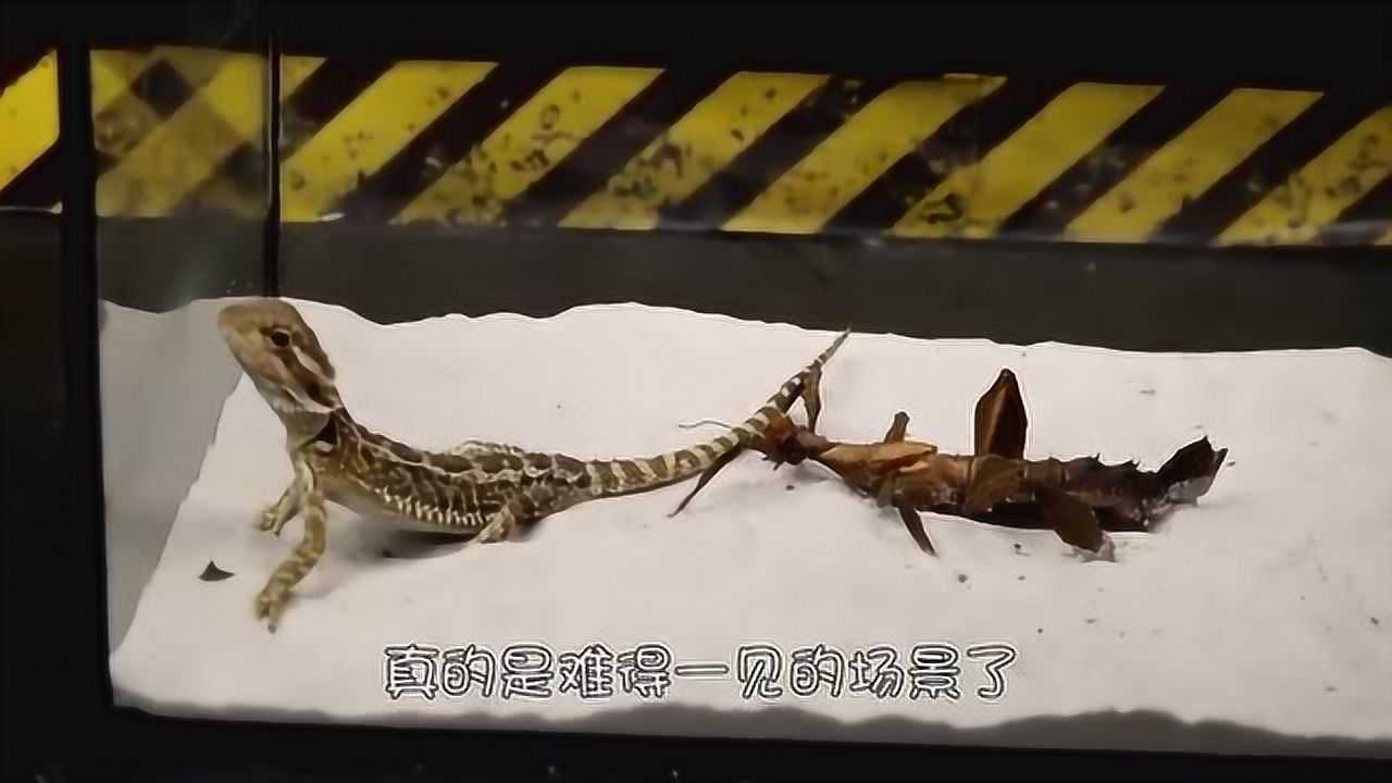 螳螂对战蝎子难得一见的战斗即将开始究竟谁能更胜一筹