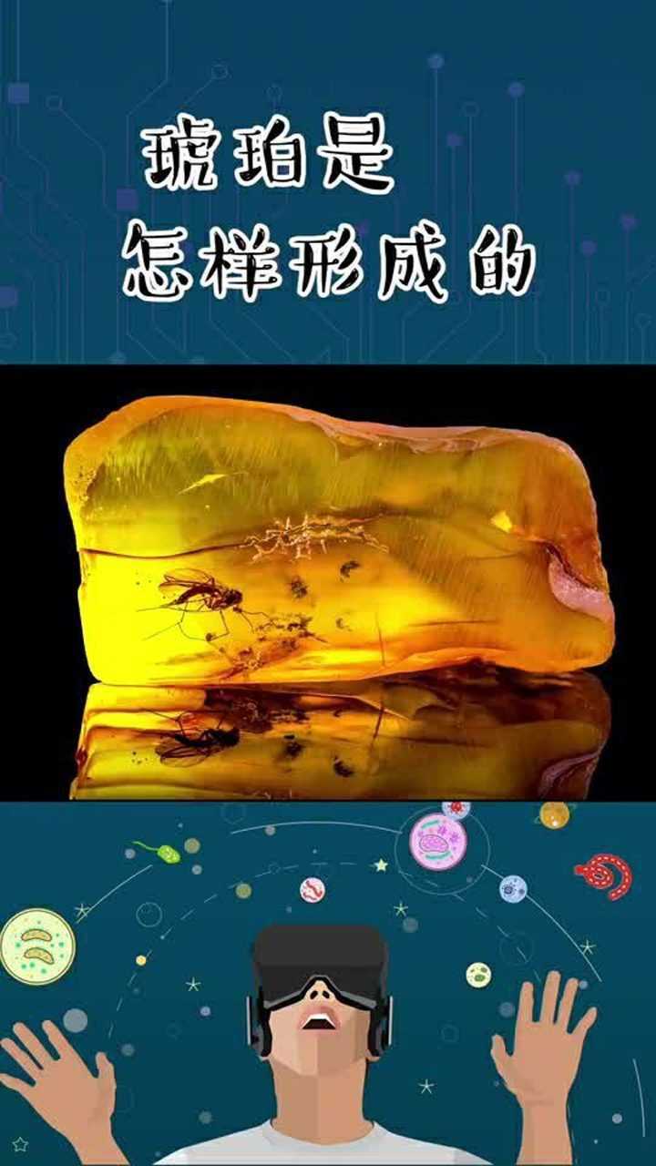 真正的琥珀形成过程原来这么复杂