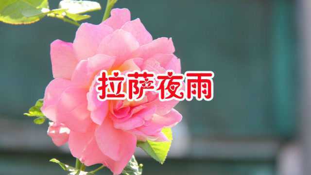 一首藏族歌曲《拉萨夜雨》最美民族风,天籁之音,让人心旷神怡!