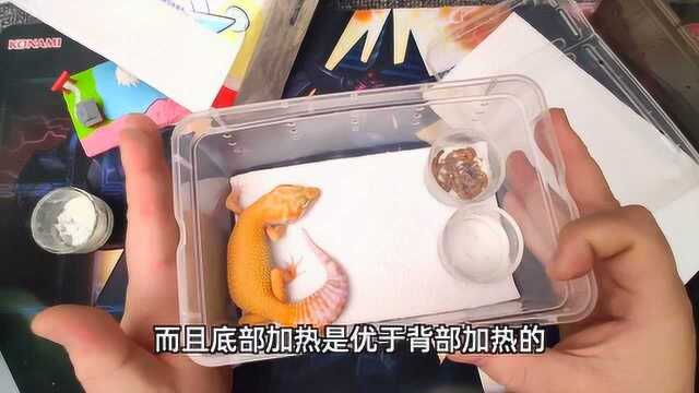 【豹纹守宫入门到精通.1】饲养环境篇 | 守宫城市