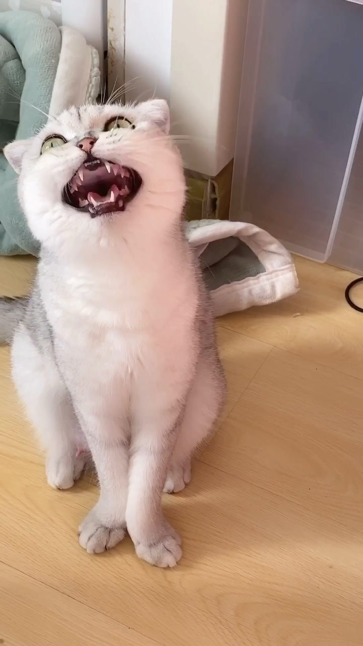 骂骂咧咧的小猫咪