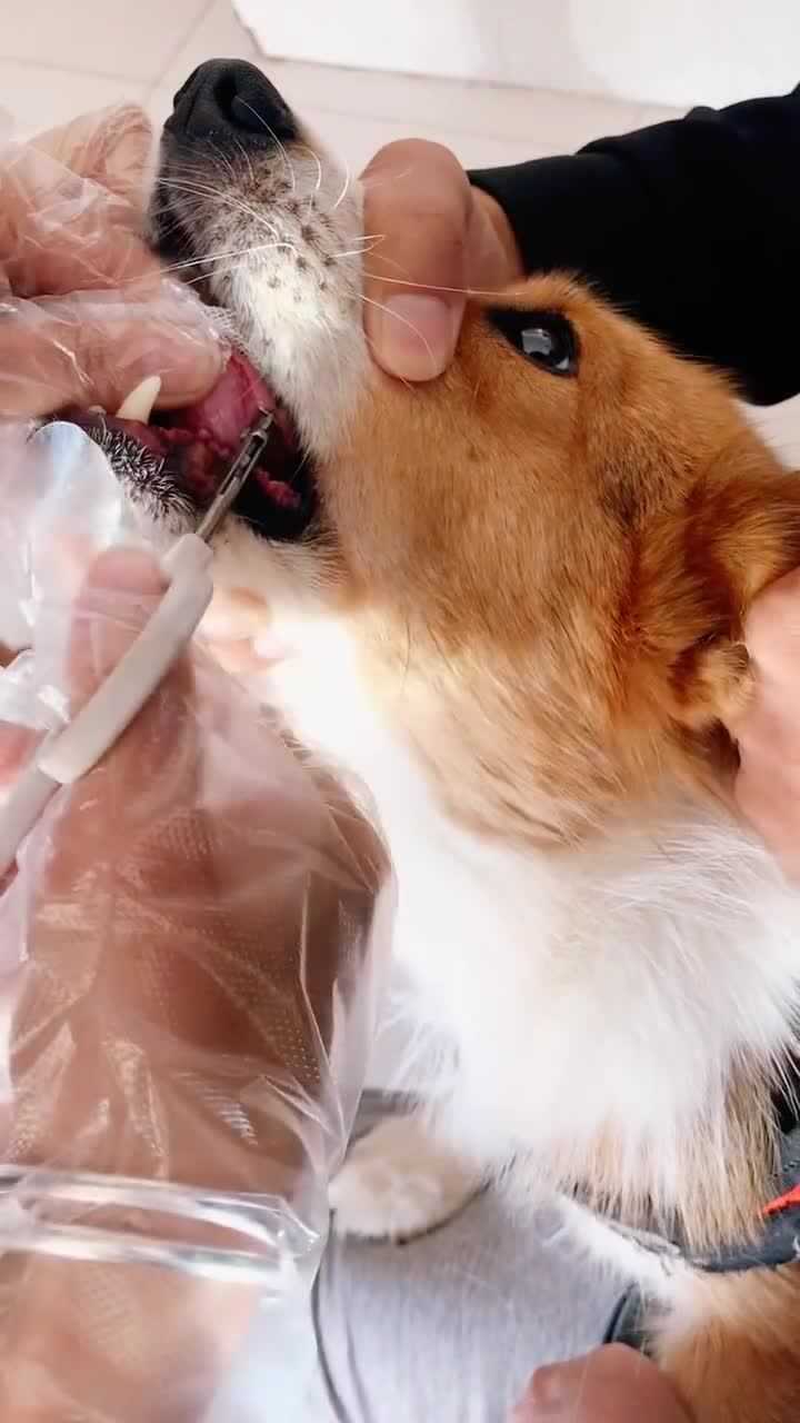 柯基舌头受伤打了舍钉,取下来的那一刻,心都碎了!