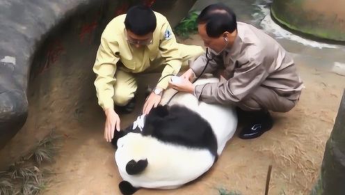我国的国宝大熊猫死后，国家会怎样处理？看完让人难以接受