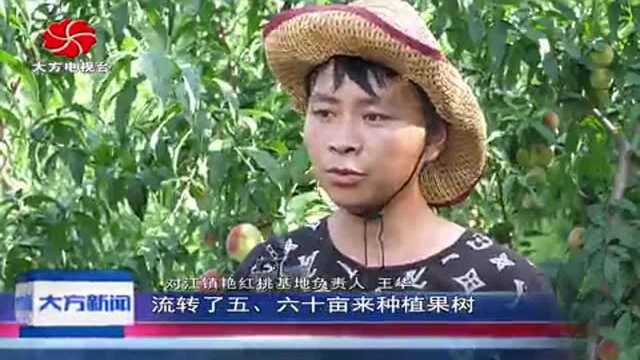 大方县对江镇堰塘村 艳红桃熟了 等您来摘!