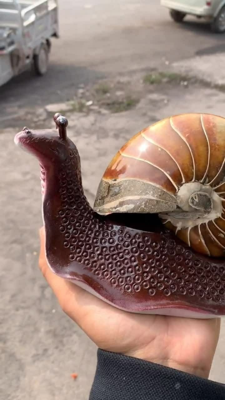 巨型蜗牛出壳了,太震撼了!