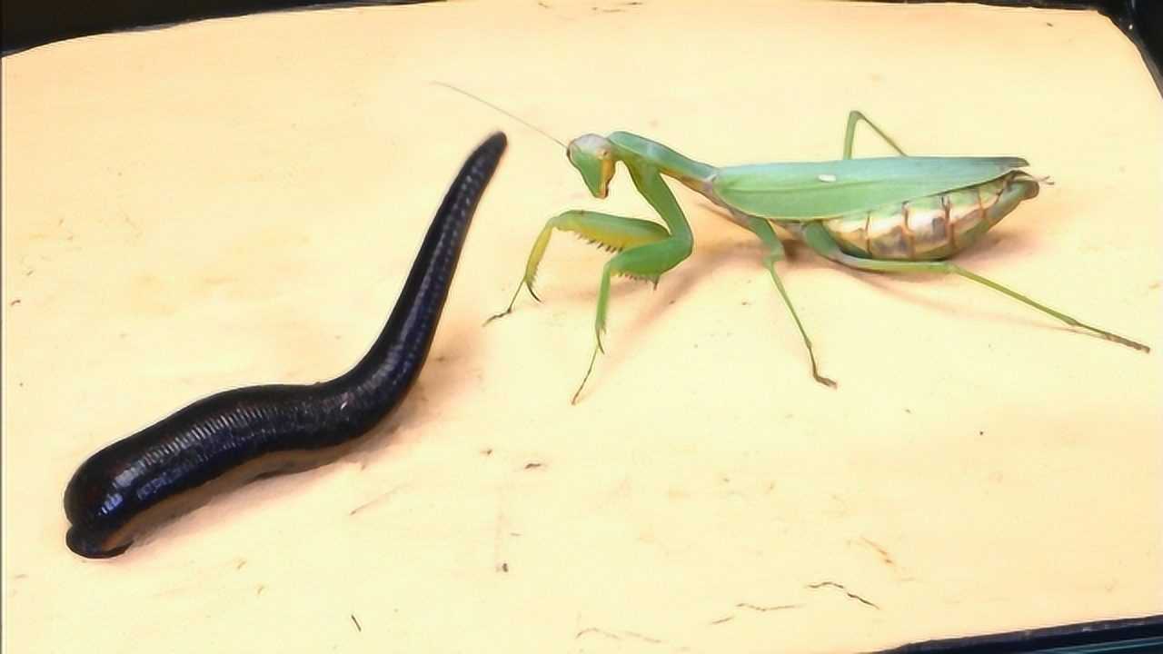 螳螂vs水蛭,一镰刀上去反遭吸血,下一秒结局惊人逆转!