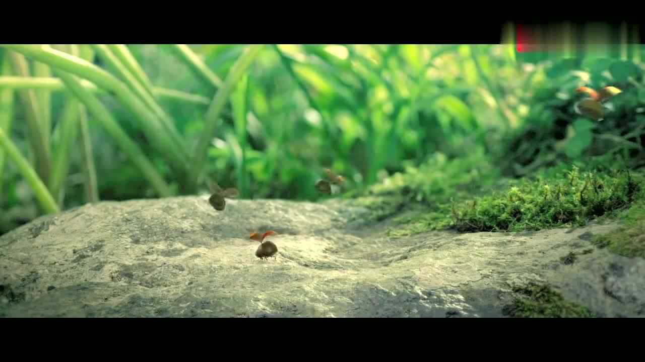 带你走进昆虫世界的马路,比人类世界的交通都猛,这段精彩!