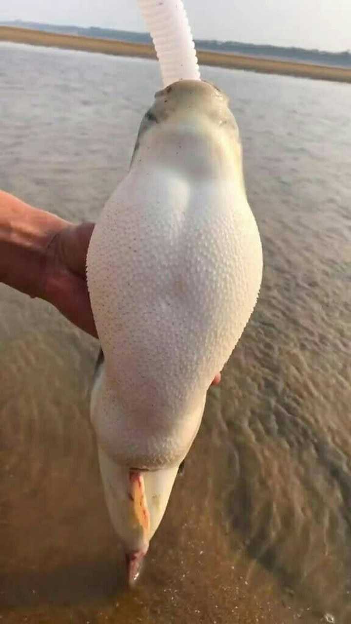 肚子这么大还充气