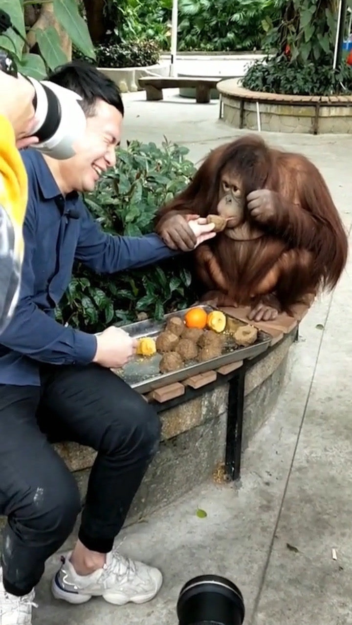 成精了动物园猩猩见有人拍照拉游客手给自己喂食摆pose