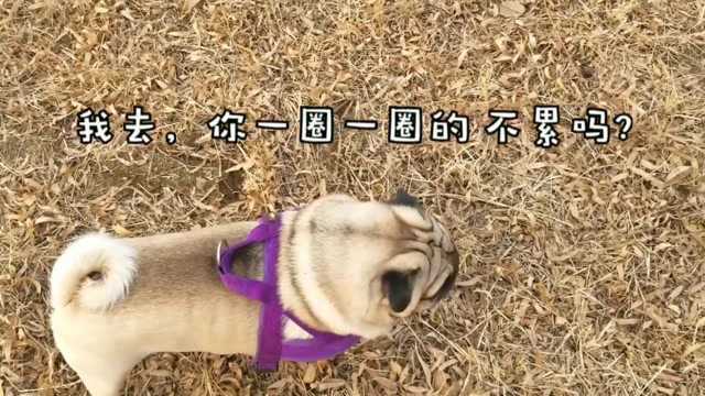 我家有只小柴犬