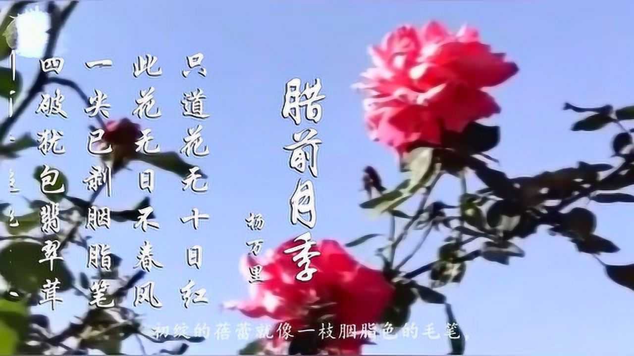 杨万里 腊前月季 别有香超桃李外 更同梅斗雪霜中
